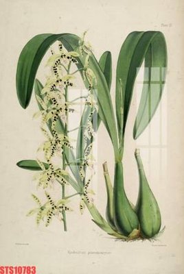 File gốc Tranh sơn dầu phương tây tổng hợp STS10783 (in lụa) trang trí tường