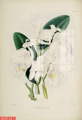 Tệp tin gốc Tranh sơn dầu phương tây tổng hợp STS10788 (dùng cho in ấn) chuyên nghiệp