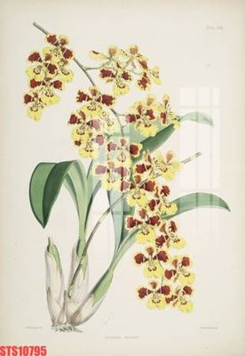 File in ấn Tranh sơn dầu phương tây tổng hợp STS10795 (bản gốc) sắc nét