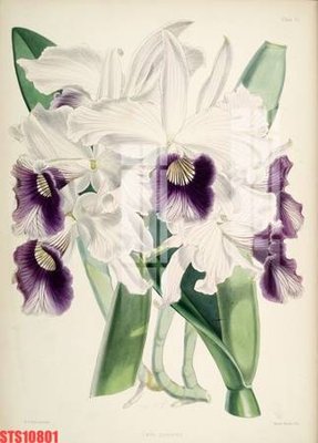 File tranh Tranh sơn dầu phương tây tổng hợp STS10801 (gốc) in backlit film