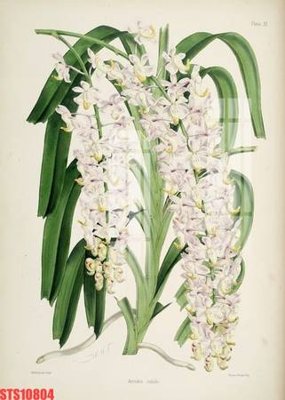 File in trần Tranh sơn dầu phương tây tổng hợp STS10804 (bản gốc) trời sao