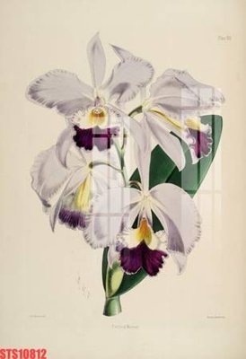 Download file Tranh sơn dầu phương tây tổng hợp STS10812 (chuẩn in) chất lượng cao