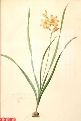 File in trần Tranh sơn dầu phương tây tổng hợp STS10816 (bản gốc) bầu trời