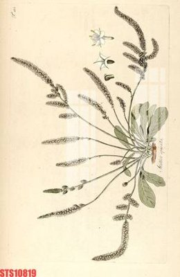 File tranh Tranh sơn dầu phương tây tổng hợp STS10819 (bản gốc) treo phòng ăn