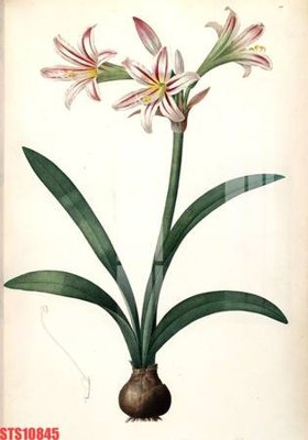 Download file Tranh sơn dầu phương tây tổng hợp STS10845 (gốc) cho xưởng in