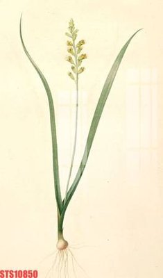 File tranh Tranh sơn dầu phương tây tổng hợp STS10850 (bản gốc) in lụa 3D