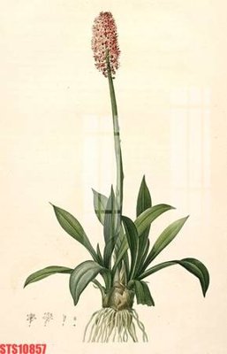 File in ấn Tranh sơn dầu phương tây tổng hợp STS10857 chuyên nghiệp