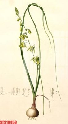 Tải về file tranh gốc Tranh sơn dầu phương tây tổng hợp STS10859 (để in quảng cáo)