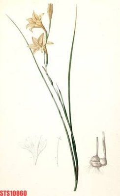 File gốc Tranh sơn dầu phương tây tổng hợp STS10860 (in mica) trang trí