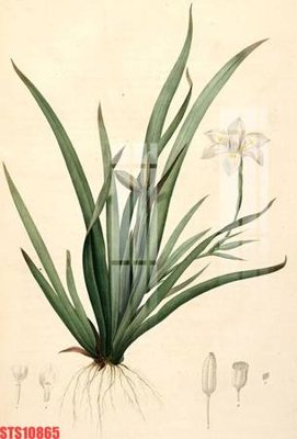 File tranh Tranh sơn dầu phương tây tổng hợp STS10865 (gốc) in vải canvas