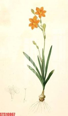 File in trần Tranh sơn dầu phương tây tổng hợp STS10867 (file gốc) chủ đề vũ trụ