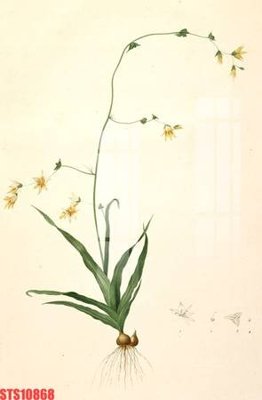 File in lụa Tranh sơn dầu phương tây tổng hợp STS10868 (tân cổ điển) Tranh sơn dầu phương tây tổng hợp STS10868