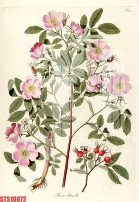 File tranh Tranh sơn dầu phương tây tổng hợp STS10872 (ảnh gốc) không bị mờ