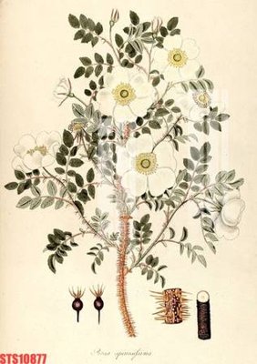 File ảnh gốc Tranh sơn dầu phương tây tổng hợp STS10877 không vỡ nét