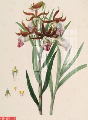 Tải file Tranh sơn dầu phương tây tổng hợp STS10883 (gốc) in ấn ngay lập tức