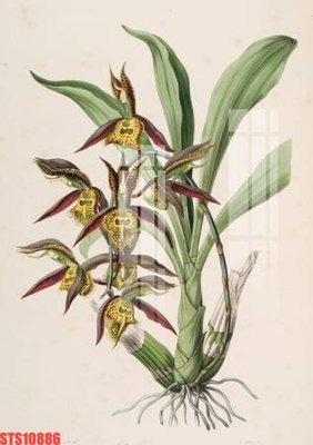 File in ấn Tranh sơn dầu phương tây tổng hợp STS10886 (bản gốc) sắc nét