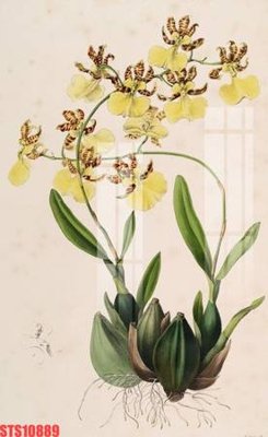 Tải file gốc Tranh sơn dầu phương tây tổng hợp STS10889 (in tráng gương) siêu đẹpFile tranh gốc Tranh sơn dầu phương tây tổng hợp STS10889 chất lượng cao