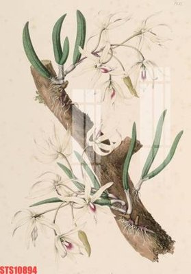 Download file Tranh sơn dầu phương tây tổng hợp STS10894 (gốc) cho xưởng in