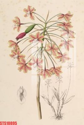 File in trần Tranh sơn dầu phương tây tổng hợp STS10895 (file gốc) xuyên sáng