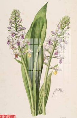 Tải file Tranh sơn dầu phương tây tổng hợp STS10901 (gốc) để in ấn ngay