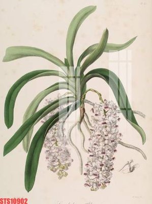 File tranh gốc Tranh sơn dầu phương tây tổng hợp STS10902 (sắc nét từng chi tiết)