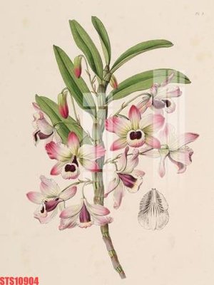 File gốc Tranh sơn dầu phương tây tổng hợp STS10904 (chuẩn CMYK) cho nhà in