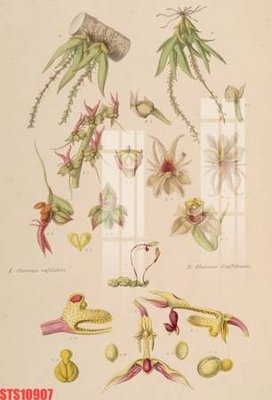 File tranh Tranh sơn dầu phương tây tổng hợp STS10907 (ảnh gốc) độc quyền