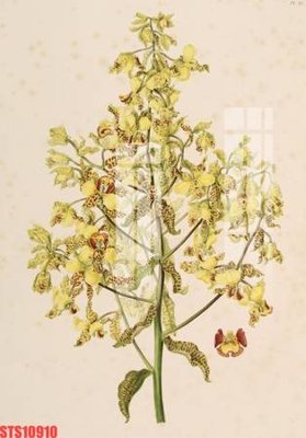 File ảnh Tranh sơn dầu phương tây tổng hợp STS10910 (gốc) in poster