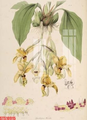 File gốc Tranh sơn dầu phương tây tổng hợp STS10915 (trang trí) phòng ngủ