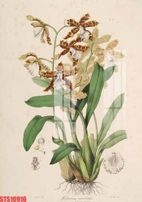 Tải file Tranh sơn dầu phương tây tổng hợp STS10916 (gốc) chủ đề hoa sen