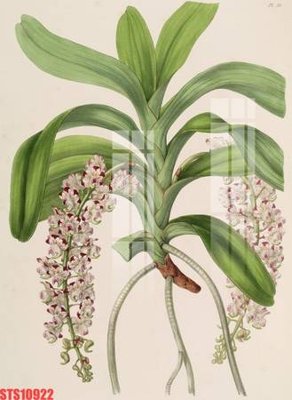 File tranh Tranh sơn dầu phương tây tổng hợp STS10922 (gốc) chủ đề tĩnh vật