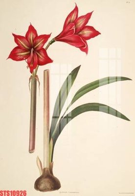 Ảnh gốc Tranh sơn dầu phương tây tổng hợp STS10926 (nét căng) in mica