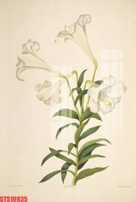 File tranh in tráng gương Tranh sơn dầu phương tây tổng hợp STS10935 (siêu nét)