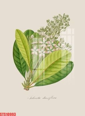 File in ấn Tranh sơn dầu phương tây tổng hợp STS10993 (bản gốc) cao cấp