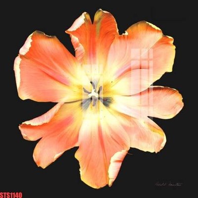 File tranh gốc Tranh sơn dầu phương tây tổng hợp STS1140 chủ đề hiện đại