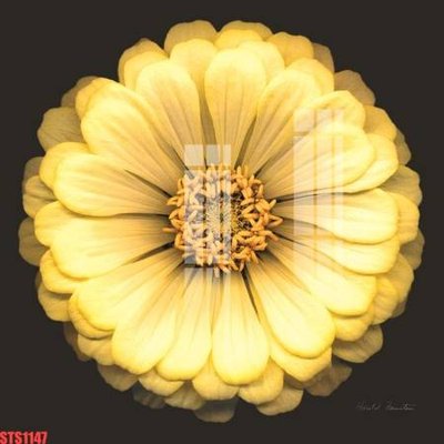 File ảnh Tranh sơn dầu phương tây tổng hợp STS1147 (gốc) in Hiflex