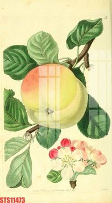 Ảnh gốc Tranh sơn dầu phương tây tổng hợp STS11473 (siêu chi tiết) để in ấn