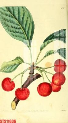 File gốc in ấn Tranh sơn dầu phương tây tổng hợp STS11636 độ phân giải cao