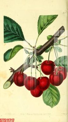 File gốc Tranh sơn dầu phương tây tổng hợp STS11717 (ảnh chi tiết) để in ấn