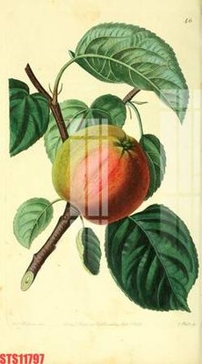 File tranh gốc in trần nhà Tranh sơn dầu phương tây tổng hợp STS11797 3D