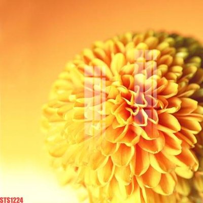 File tranh Tranh sơn dầu phương tây tổng hợp STS1224 (bản gốc) treo quán cafe