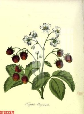 File gốc Tranh sơn dầu phương tây tổng hợp STS12371 (in ấn) màu sắc trung thực