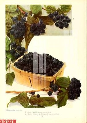 File gốc Tranh sơn dầu phương tây tổng hợp STS13310 (in tráng gương) sang trọng