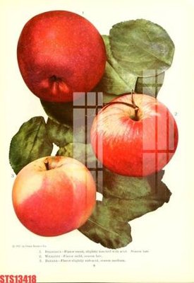 Download file gốc Tranh sơn dầu phương tây tổng hợp STS13418 (in lụa) hoa lá