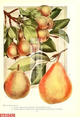 File tranh Tranh sơn dầu phương tây tổng hợp STS13470 (gốc) chủ đề động vật