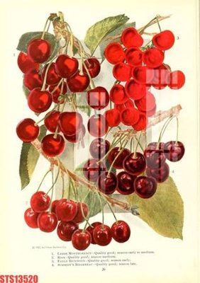 File gốc Tranh sơn dầu phương tây tổng hợp STS13520 (in lụa) hoa văn cổ điển