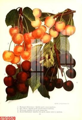 File ảnh Tranh sơn dầu phương tây tổng hợp STS13570 (gốc) dùng in Pano