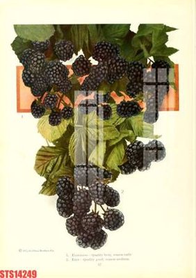 File PSD Tranh sơn dầu phương tây tổng hợp STS14249 (gốc) nhiều lớp (multi-layer)