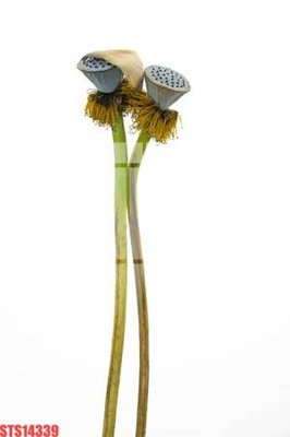 Mua file tranh gốc Tranh sơn dầu phương tây tổng hợp STS14339 tại Filetranh.com