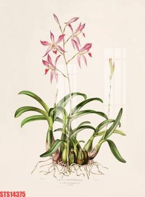 Tải file PSD Tranh sơn dầu phương tây tổng hợp STS14375 (nguyên layer) để in